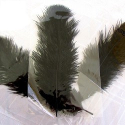 Pluma Natural