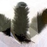 Pluma Natural